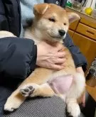 柴犬(標準サイズ)【岡山県・男の子・2024年12月5日・赤】の写真2「裏白が綺麗に出ています。ほっぺから鼻先へとここは真っ白に抜けてきます。すっごく可愛い良い子ちゃんです」