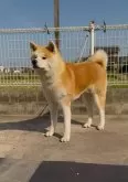 秋田犬【岡山県・男の子・2023年9月10日・赤】の写真3