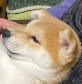 柴犬(標準サイズ)【岡山県・男の子・2024年12月5日・赤】の写真4「耳や目の位置、形良い子です。横顔もとても綺麗な形でたぬき顔の子です。顔左側アップ」