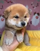 豆柴【岡山県・男の子・2025年2月1日・赤】の写真6「丸いたぬき顔で短い口吻に目や耳の位置形もよく綺麗な頭骨です。」