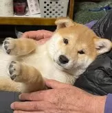 柴犬(標準サイズ)【岡山県・男の子・2024年12月5日・赤】の写真6「頭の形もよく、耳の位置、口吻のつき方も良いです。お膝の上でいつまでも大人しく仰向けが出来るほど人馴れ」