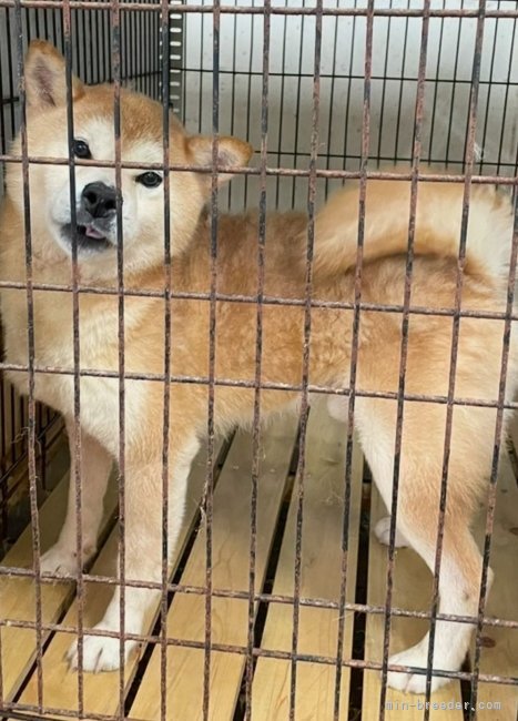 柴犬【・男の子・2017年3月10日・赤】「性格が優しくフレンドリーなパパさんです」