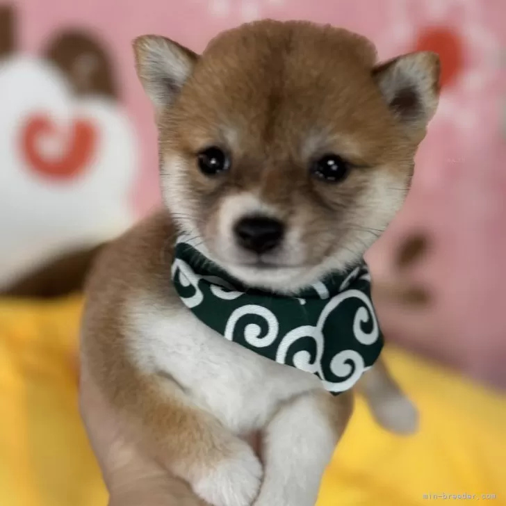 ID：2409-03491の子犬