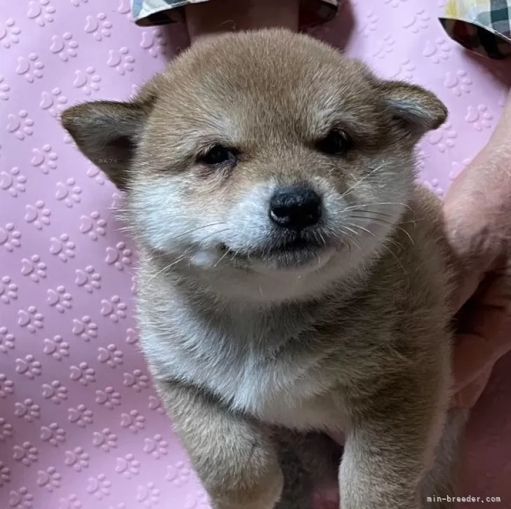 ID：2405-03159の子犬