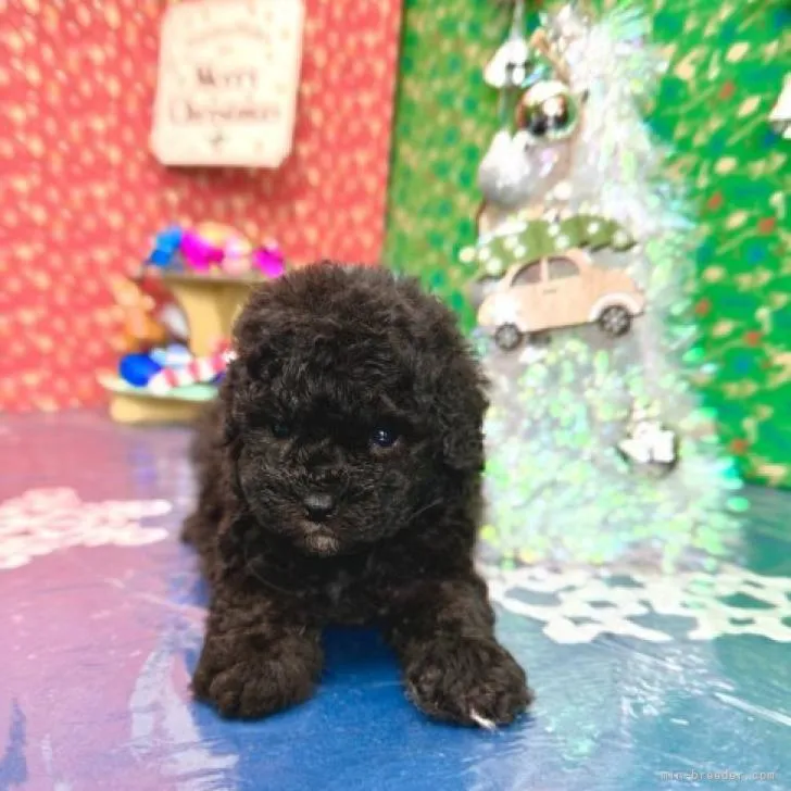 ID：2212-01867の子犬