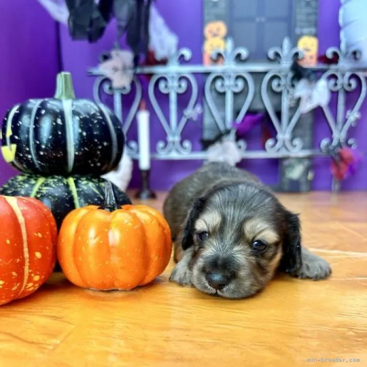 ID:2210-00532の子犬