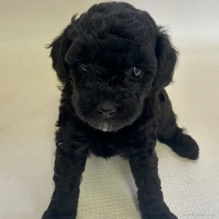 ID：2307-06255の子犬