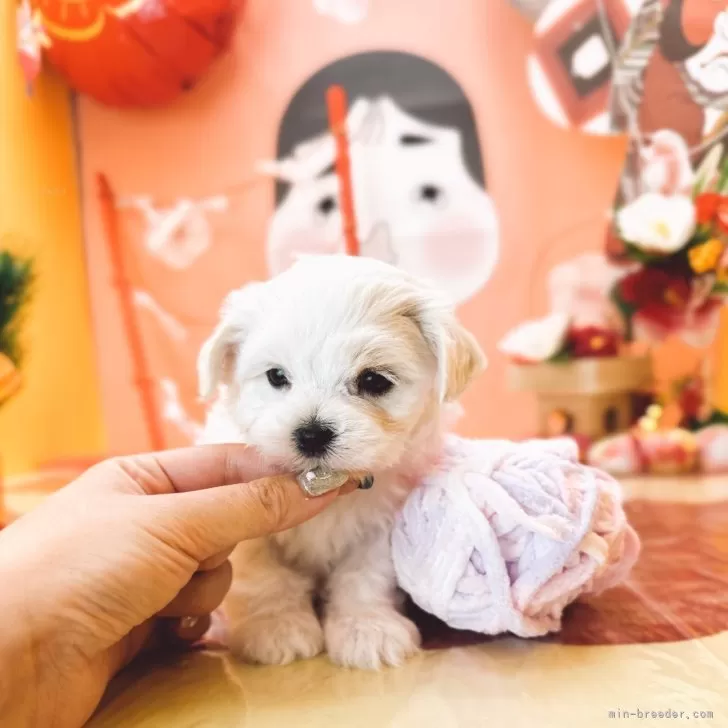 ID：2401-05080の子犬