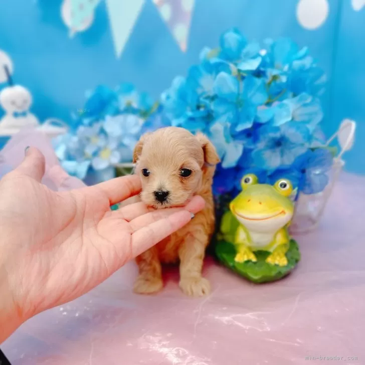 ID：2406-04926の子犬