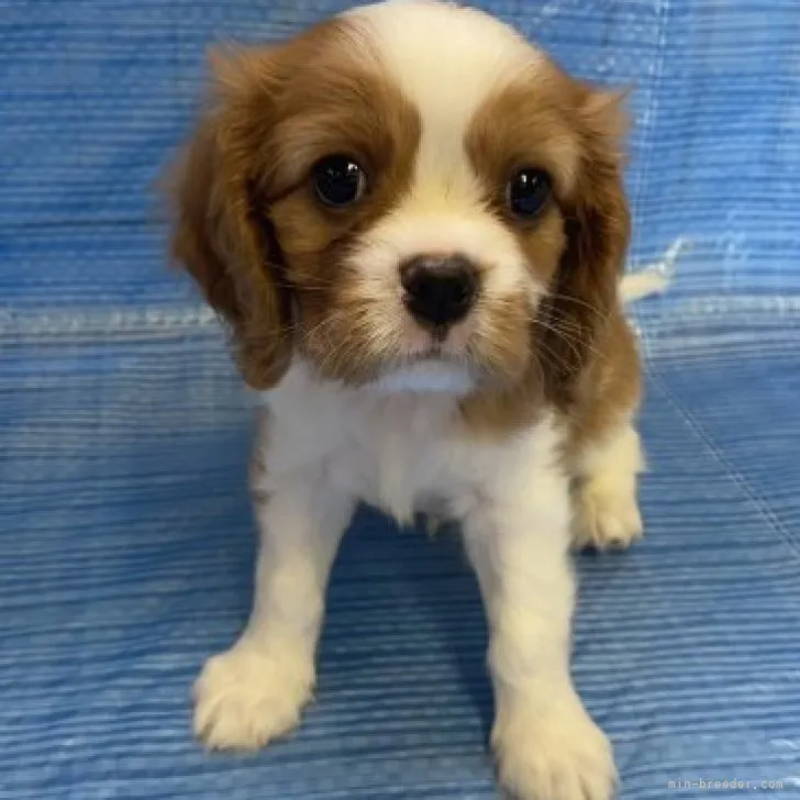 ID：2307-05531の子犬