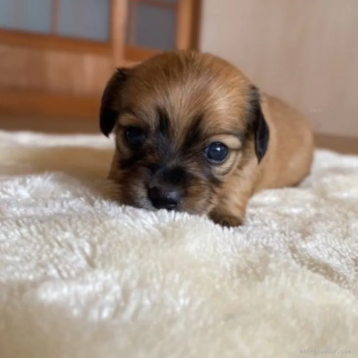 ID：2310-03969の子犬