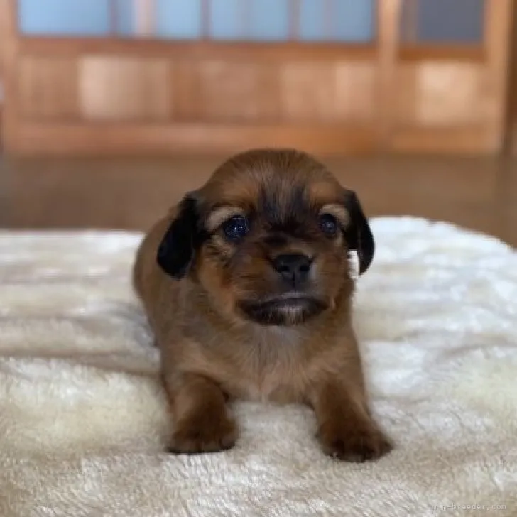 ID:2310-03971の子犬
