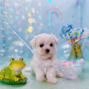 マルチーズ【福岡県・女の子・2023年5月9日・ホワイト】の写真「7/4で受付終了します🐶」