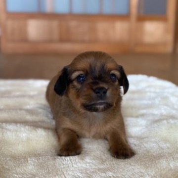 チワックス(チワワ×ダックス)【福岡県・男の子・2023年8月29日・ブラック】の写真「10/23で受付終了！かわいいチワック男の子♧」