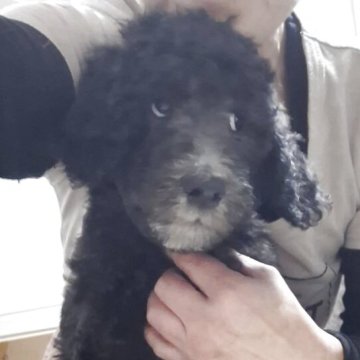 スタンダードプードル【群馬県・男の子・2025年9月1日・シルバー】の写真「ムチムチくんです」