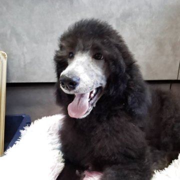 スタンダードプードル【群馬県・男の子・2025年9月1日・シルバー】の写真「ムチムチくんです」