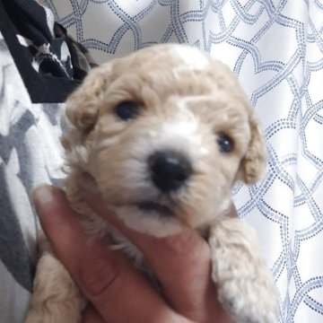 ビションプー(ビションフリーゼ×トイプードル)【群馬県・女の子・2025年9月29日・アプリコット&ホワイト】の写真「くるくるまきまきのかわいこちゃん💗」