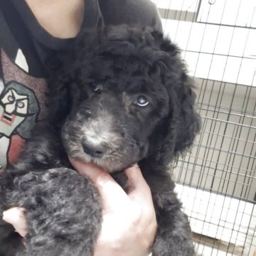 スタンダードプードル【群馬県・男の子・2025年9月1日・シルバー】の写真「あごにホワイト💗きゅんです🐾」