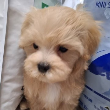 マルプー(マルチーズ×トイプードル)【群馬県・男の子・2024年12月31日・アプリコット】の写真「優しいカラー元気満々boy♡」