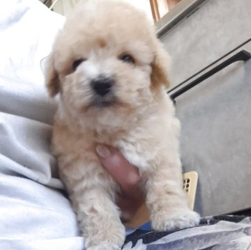 ビションプー(ビションフリーゼ×トイプードル)【群馬県・男の子・2025年9月29日・アプリコット&ホワイト】の写真「くるくるまきまきのかわいこちゃん💗」