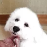 ビションフリーゼ