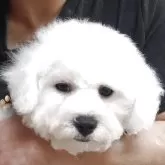 ビションフリーゼ