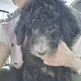 スタンダードプードル