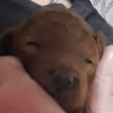 トイプードル(トイ)