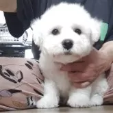 ビションフリーゼ