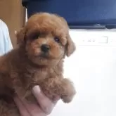 タイニープードル
