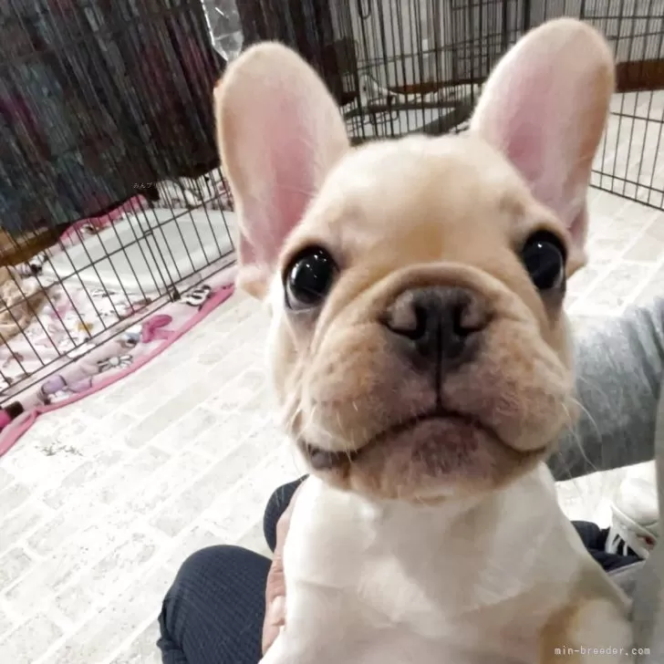 フレンチブルドッグ【山口県・女の子・2025年7月16日・クリーム】の写真1