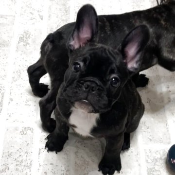 フレンチブルドッグ【山口県・女の子・2025年8月1日・ブリンドル】の写真「とても女の子らしいお顔のムチコロちゃん」