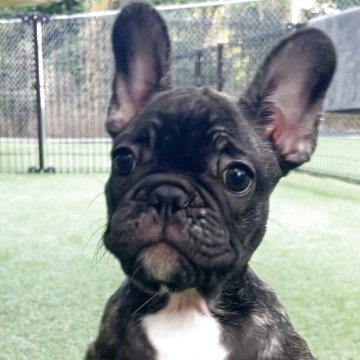 フレンチブルドッグ【山口県・女の子・2025年8月1日・ブリンドル】の写真「シルバーの差し毛が可愛い女の子」