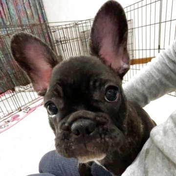 フレンチブルドッグ【山口県・女の子・2025年7月16日・ブリンドル】の写真「ショートボディでコンパクトな女の子」