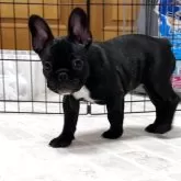 フレンチブルドッグ