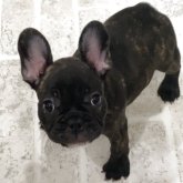 フレンチブルドッグ
