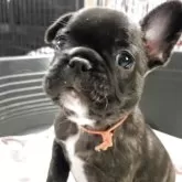 フレンチブルドッグ