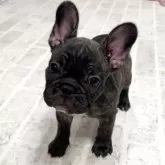 フレンチブルドッグ