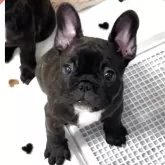 フレンチブルドッグ