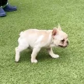 フレンチブルドッグ