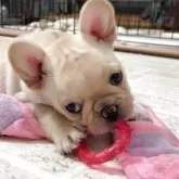 フレンチブルドッグ
