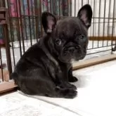 フレンチブルドッグ