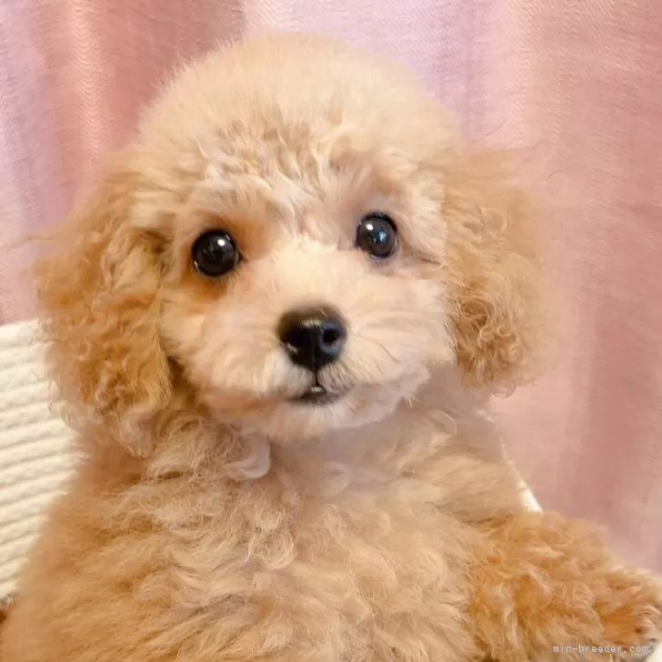 ID：2505-07194の子犬