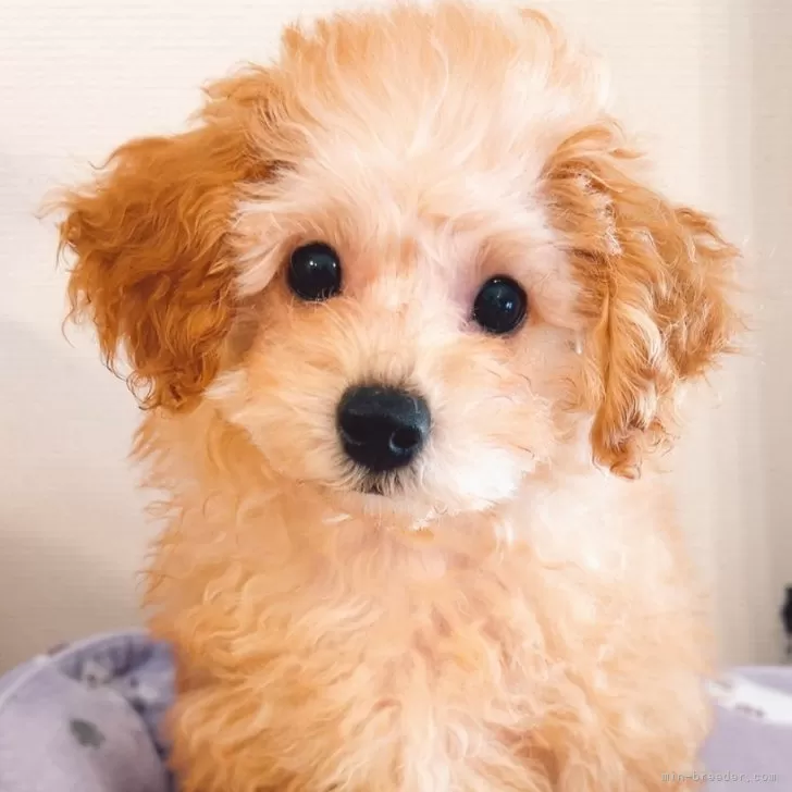 祥 様のお迎えした子犬