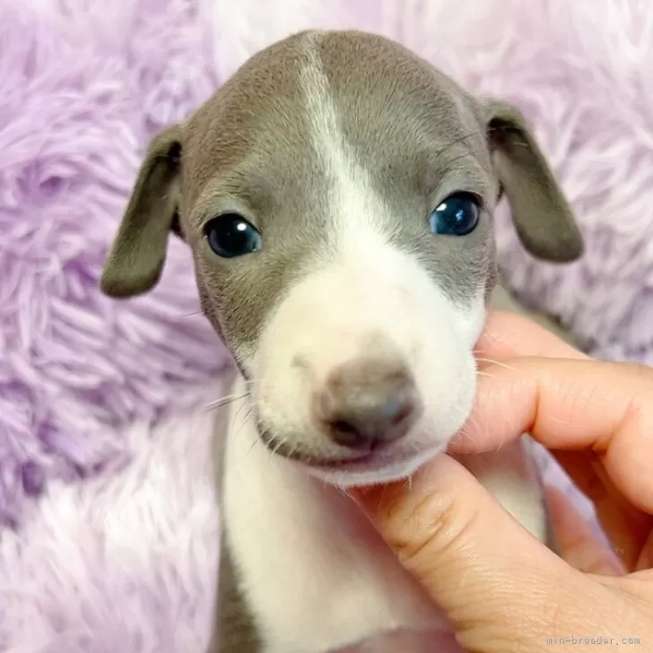 D.T 様のお迎えした子犬