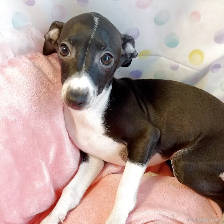 ID：2502-07235の子犬