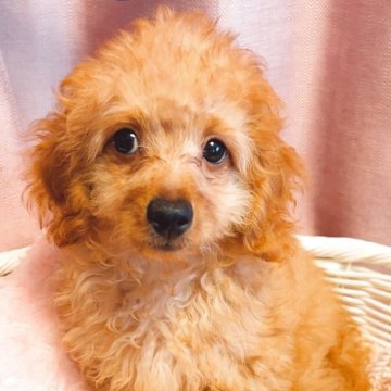 トイプードル(トイ)【千葉県・男の子・2025年6月26日・レッド】の写真「優しいお顔の男の子✨」