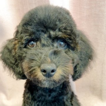 トイプードル(トイ)【千葉県・男の子・2025年8月4日・ブラックタン】の写真「愛嬌のあるお顔の男の子✨」