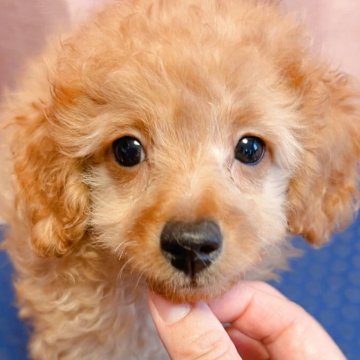 トイプードル(トイ)【千葉県・男の子・2025年6月26日・レッド】の写真「優しいお顔の男の子✨」