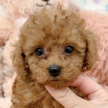 トイプードル(タイニー)【千葉県・女の子・2024年10月1日・レッド】の写真「元気いっぱい足がちょっと短めな
女の子✨」
